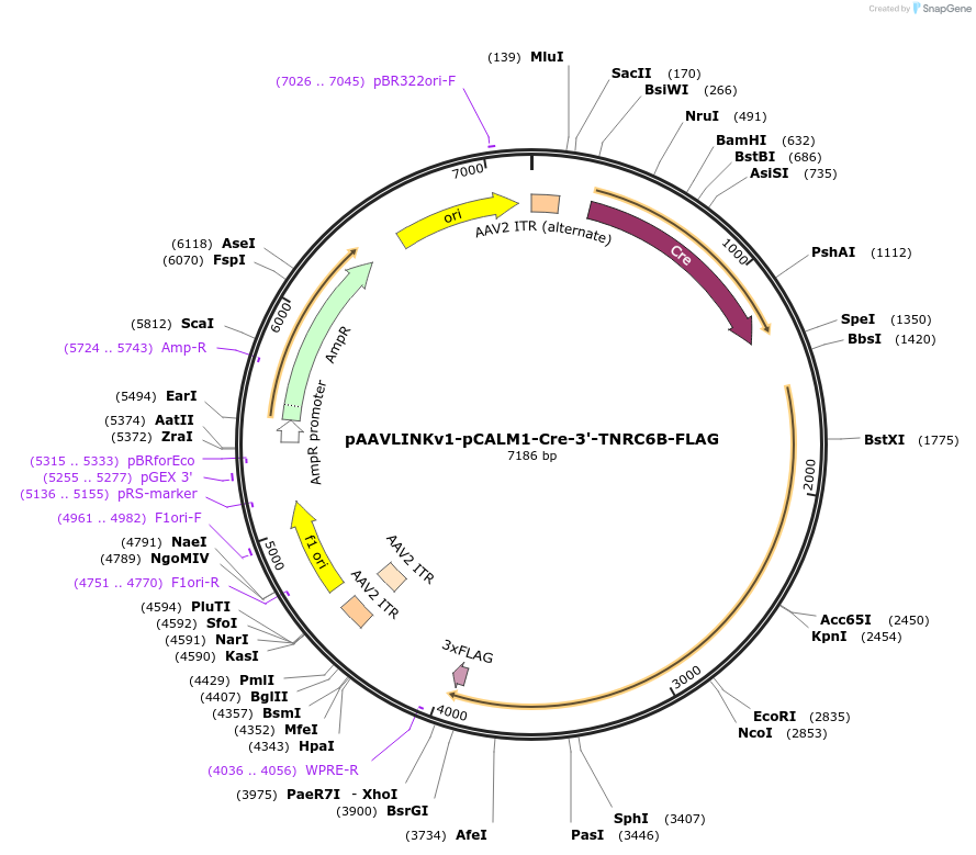 244361-plasmid-map-sequence-id-505782