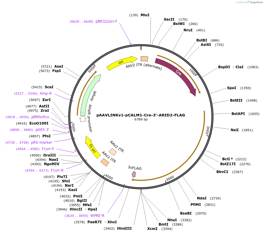 244363-plasmid-map-sequence-id-505783