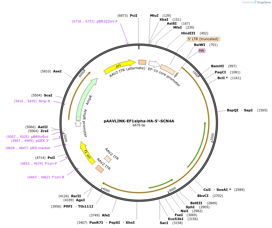 244364-plasmid-map-sequence-id-505784