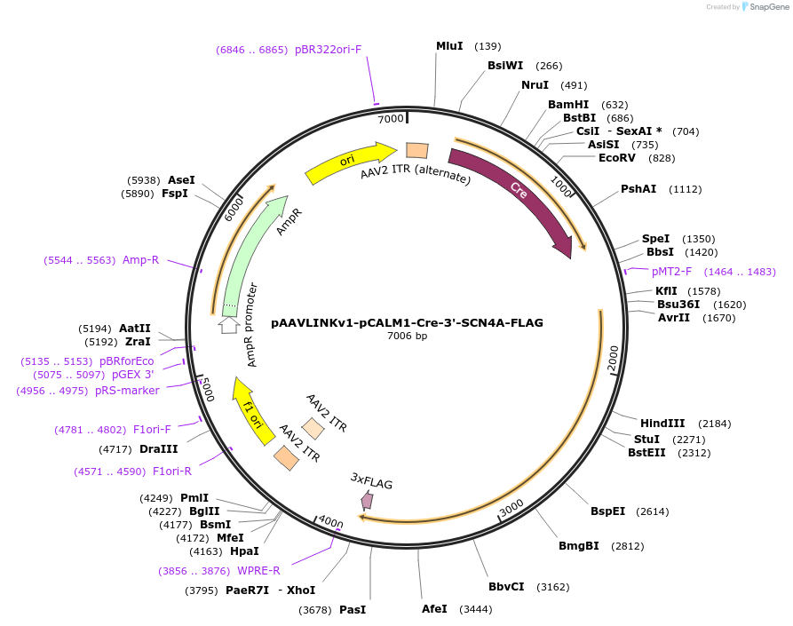 244365-plasmid-map-sequence-id-505785
