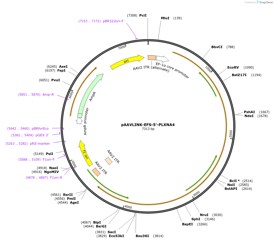 244368-plasmid-map-sequence-id-505786