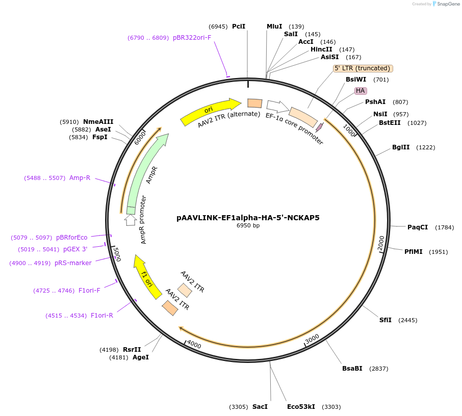 244370-plasmid-map-sequence-id-505787