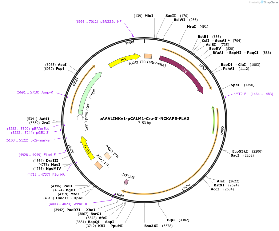 244371-plasmid-map-sequence-id-505788
