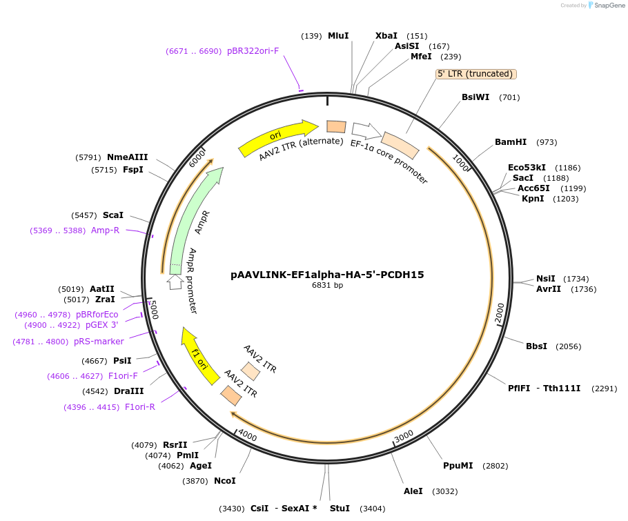 244372-plasmid-map-sequence-id-505789