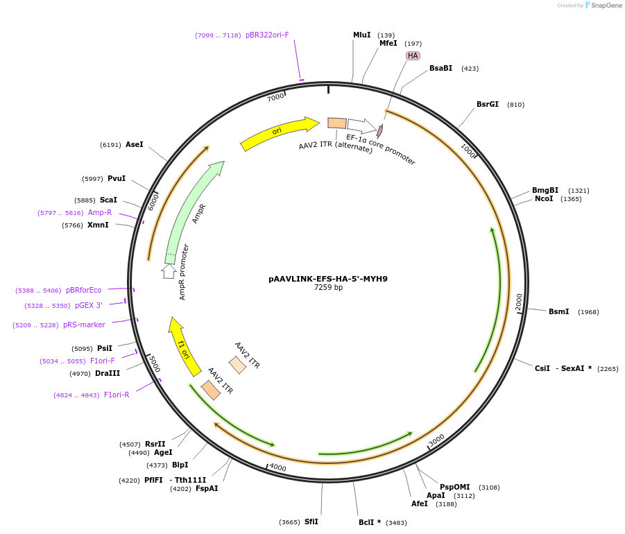 244374-plasmid-map-sequence-id-505790