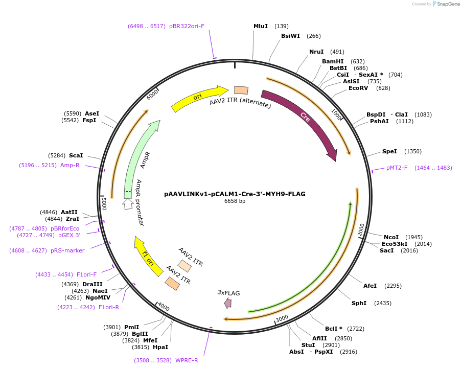 244375-plasmid-map-sequence-id-505791