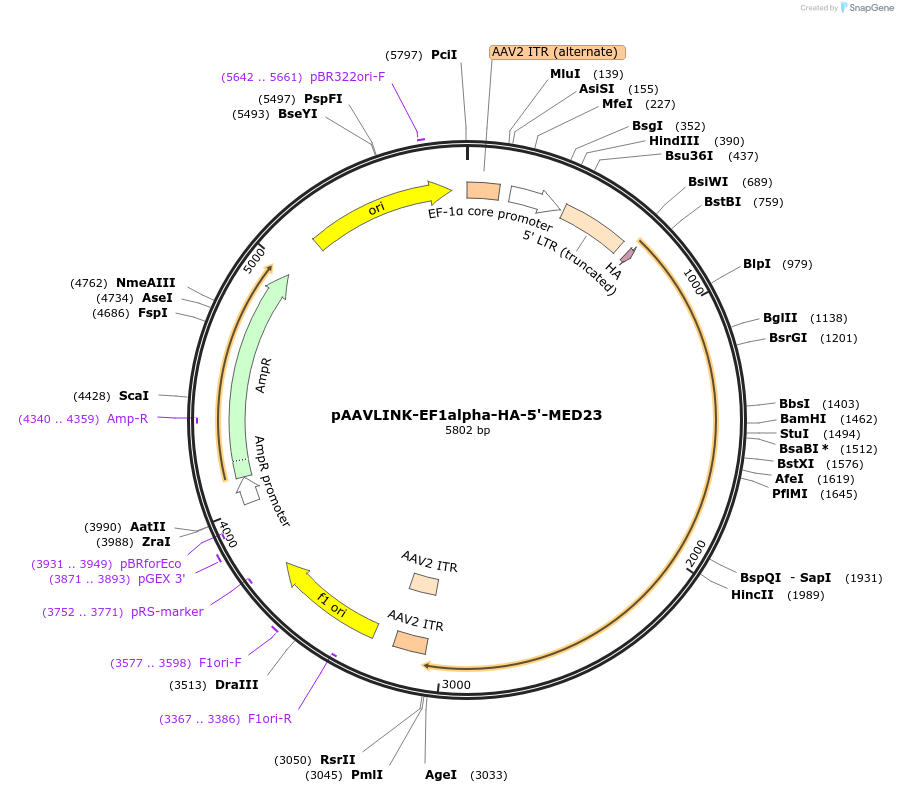 244376-plasmid-map-sequence-id-505792
