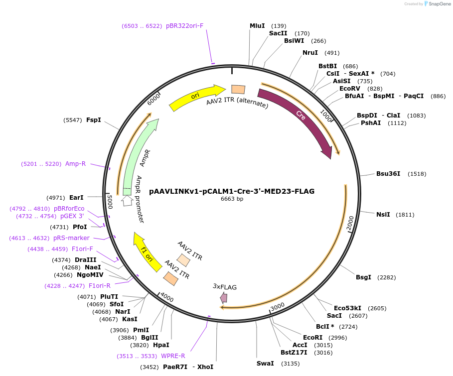 244377-plasmid-map-sequence-id-505793