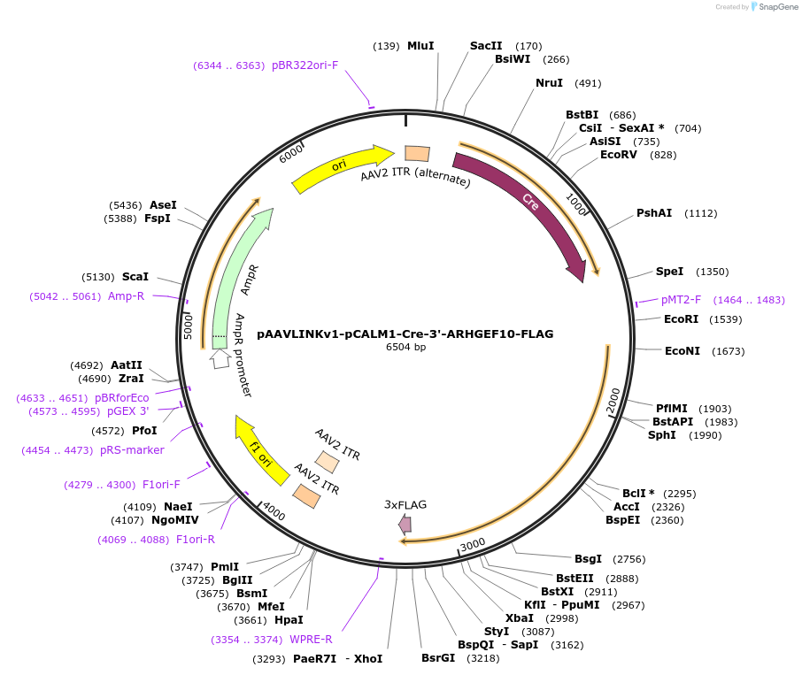244379-plasmid-map-sequence-id-505794