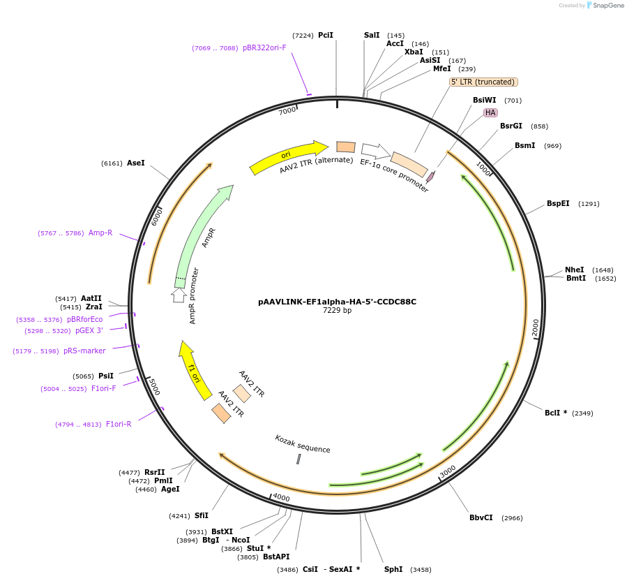 244380-plasmid-map-sequence-id-505795