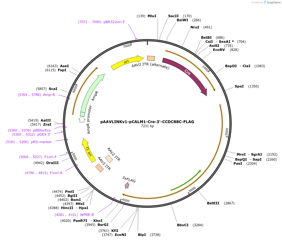 244381-plasmid-map-sequence-id-505796