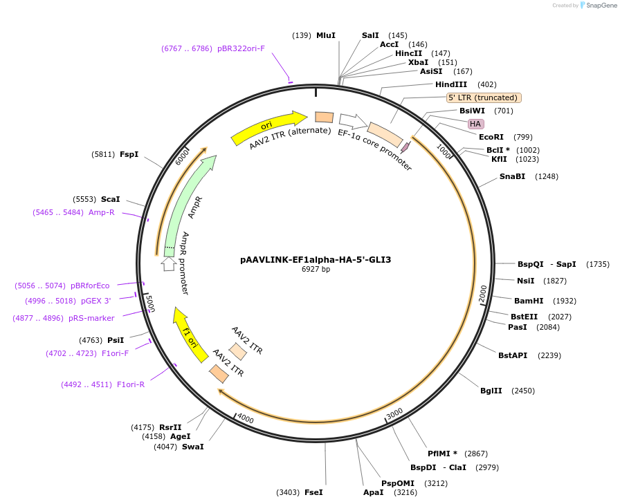 244382-plasmid-map-sequence-id-505797