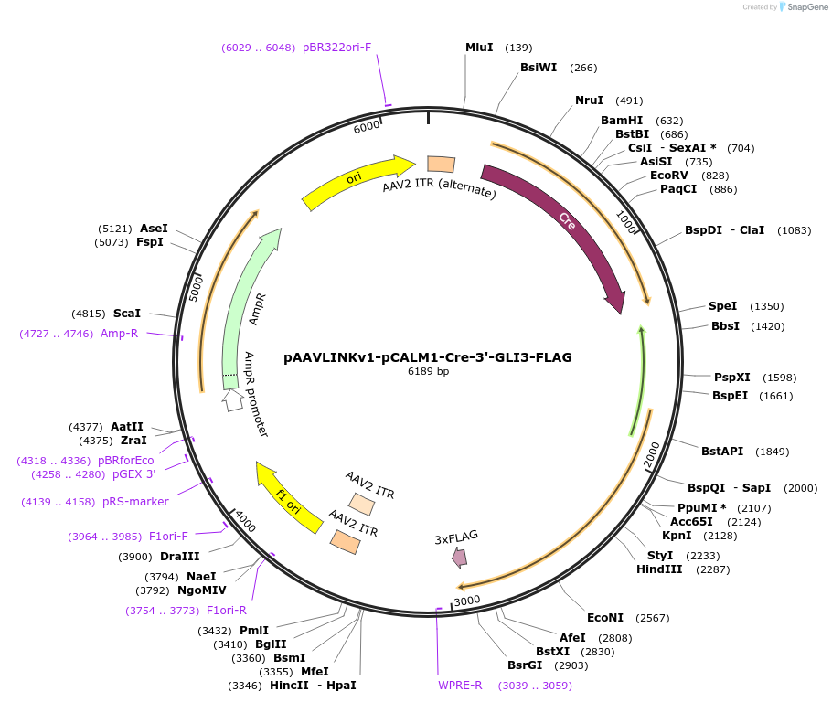 244383-plasmid-map-sequence-id-505798