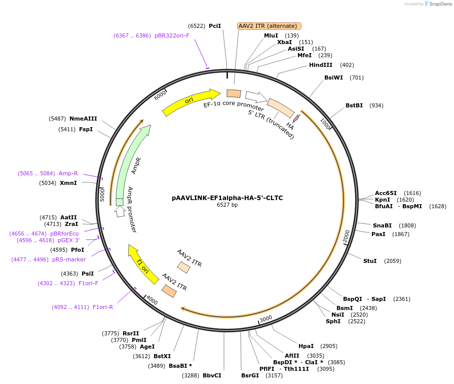 244384-plasmid-map-sequence-id-505799