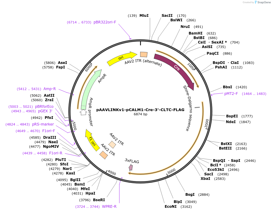 244385-plasmid-map-sequence-id-505800