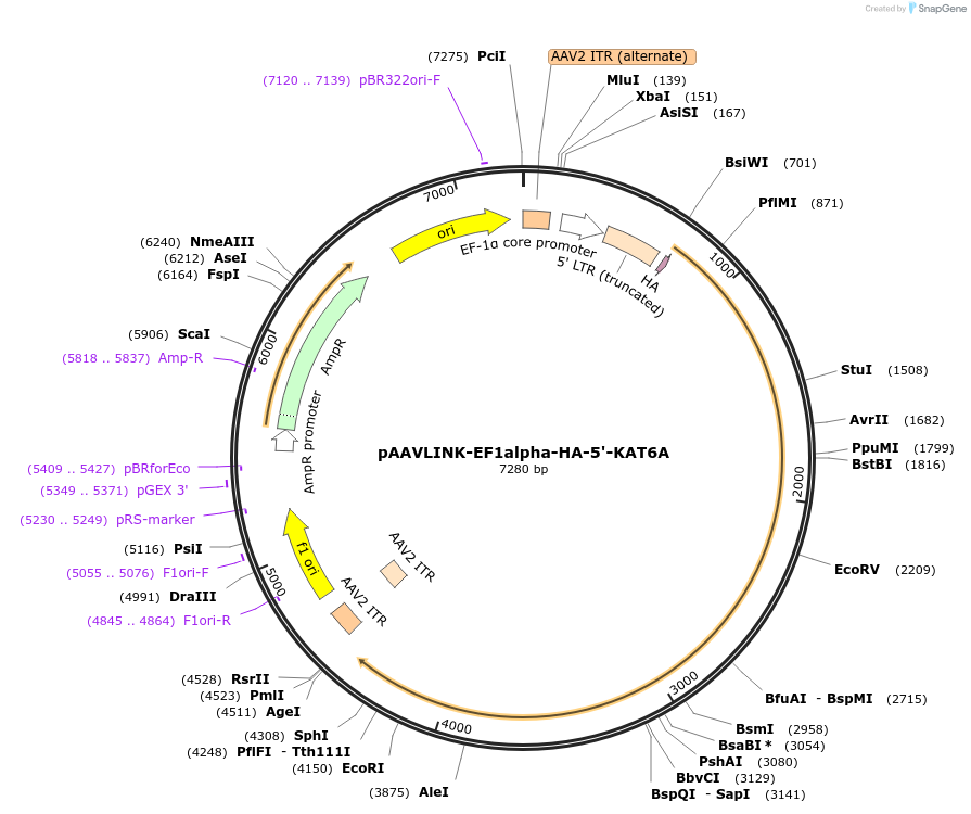 244386-plasmid-map-sequence-id-505801