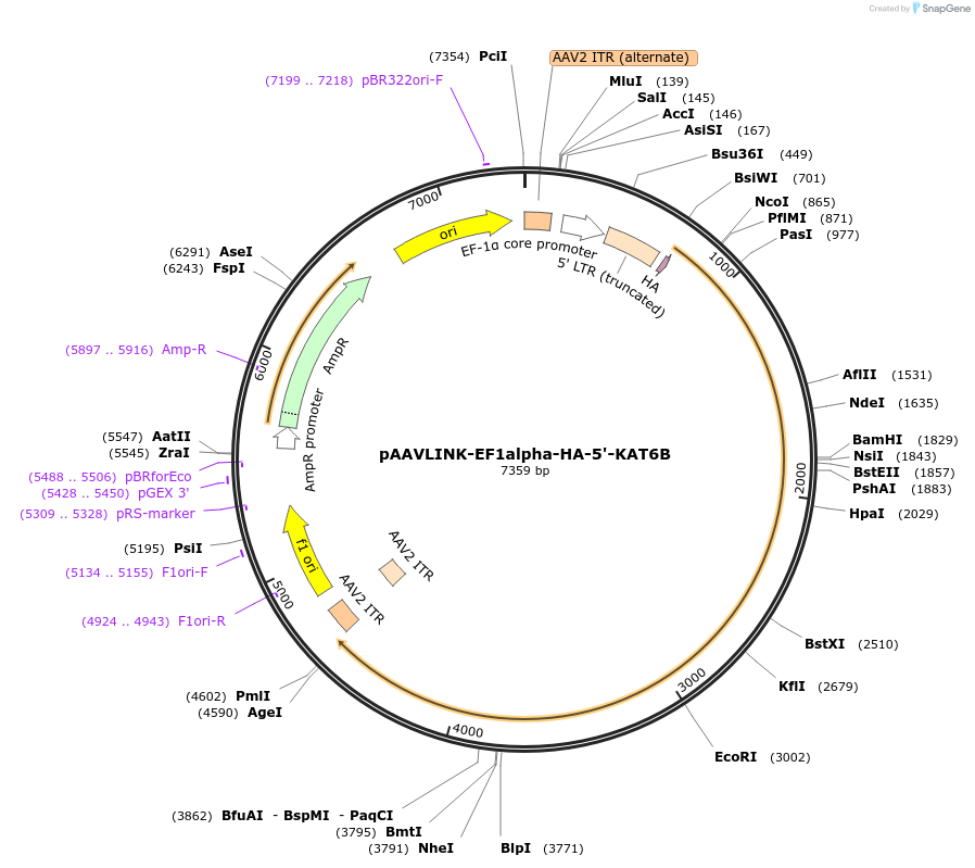 244388-plasmid-map-sequence-id-505802