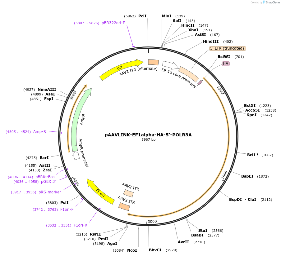 244390-plasmid-map-sequence-id-505803