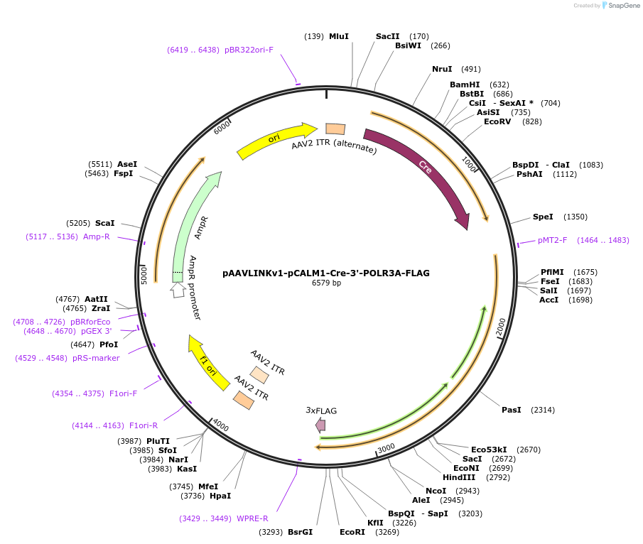 244391-plasmid-map-sequence-id-505804