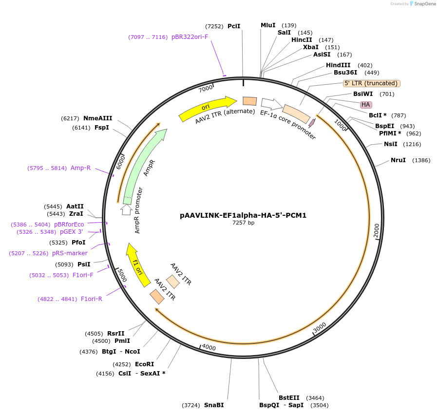 244392-plasmid-map-sequence-id-505805
