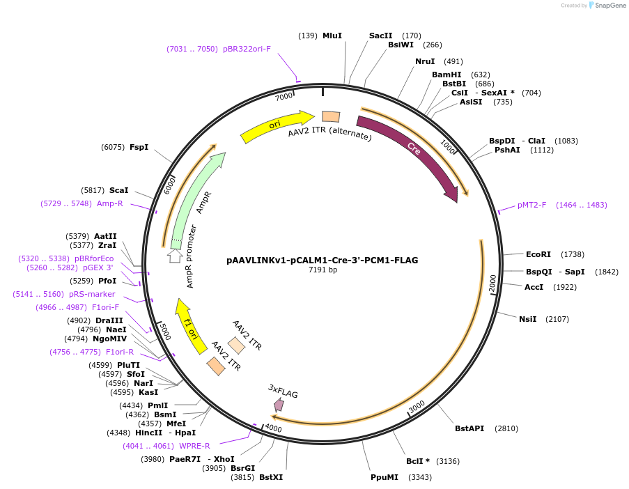 244393-plasmid-map-sequence-id-505806