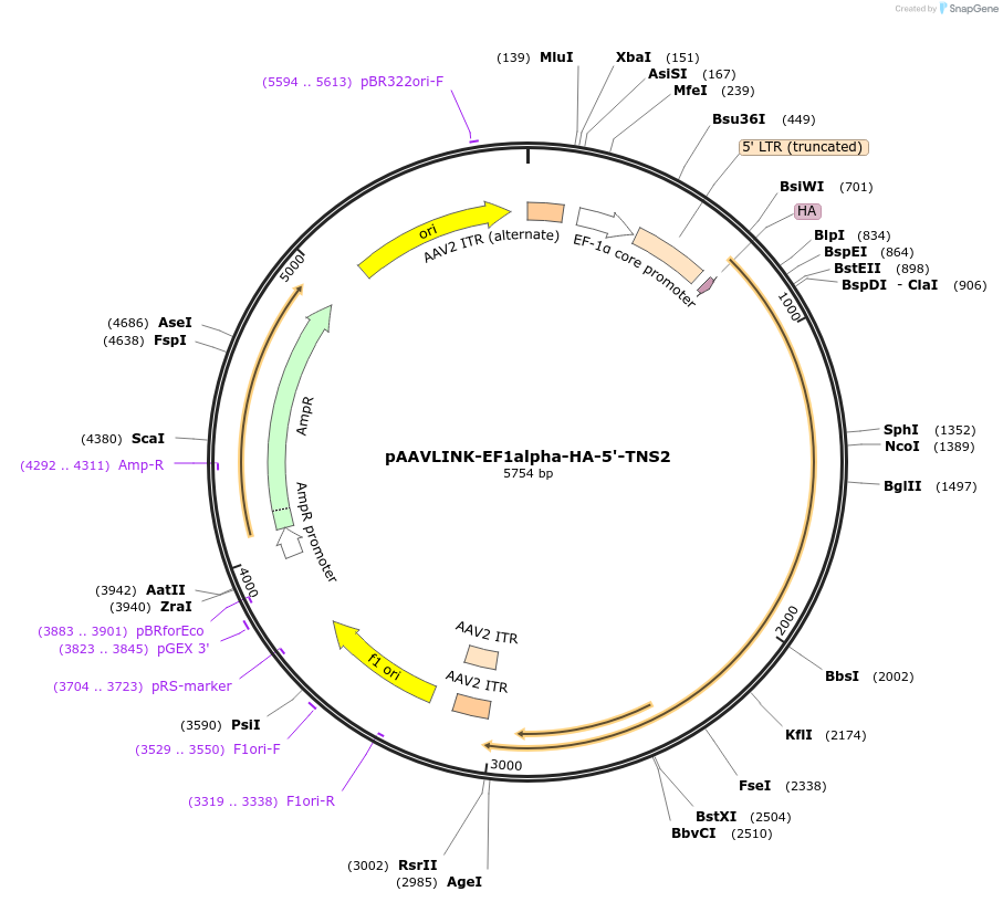 244394-plasmid-map-sequence-id-505807