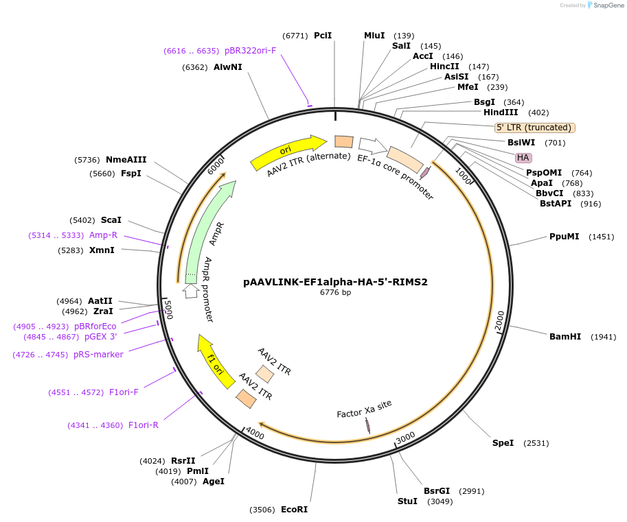 244396-plasmid-map-sequence-id-505808