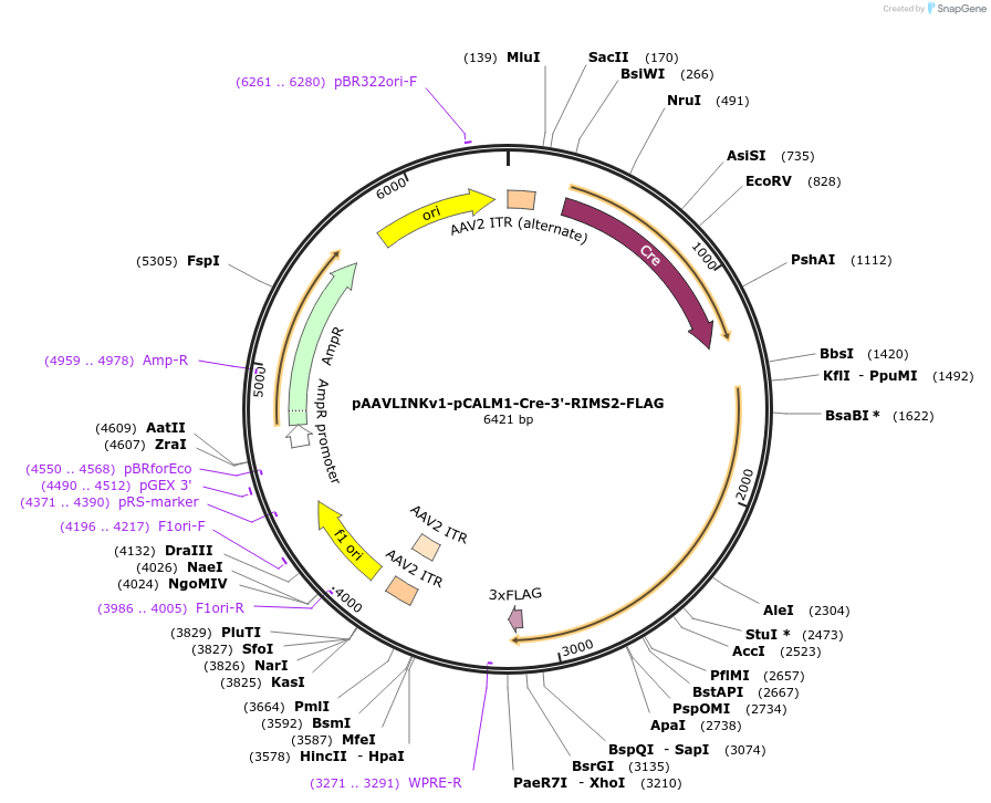 244397-plasmid-map-sequence-id-505809