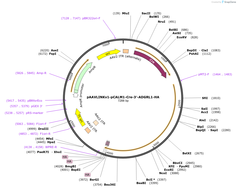 244399-plasmid-map-sequence-id-505810