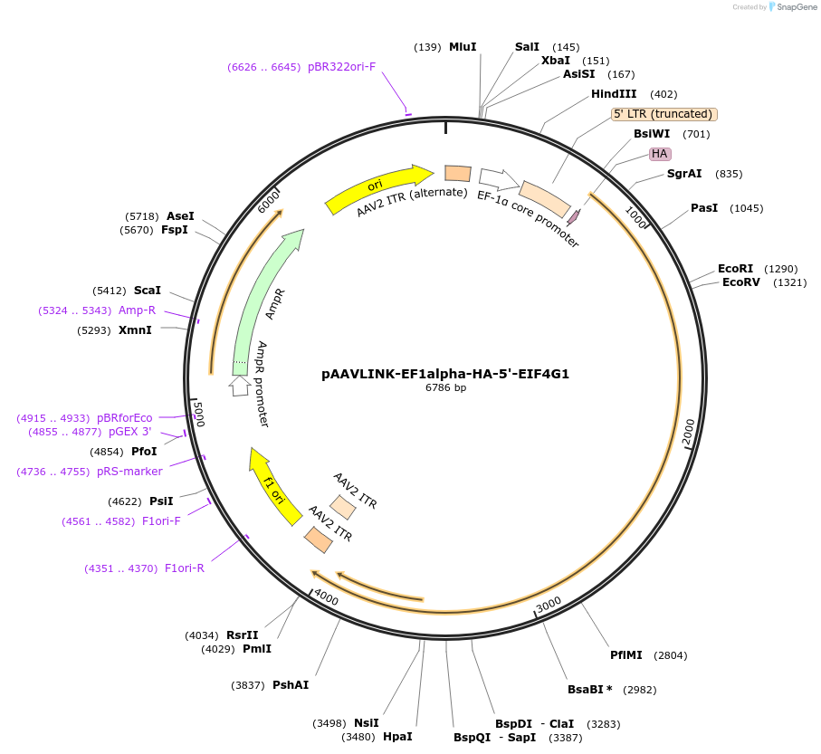 244400-plasmid-map-sequence-id-505811