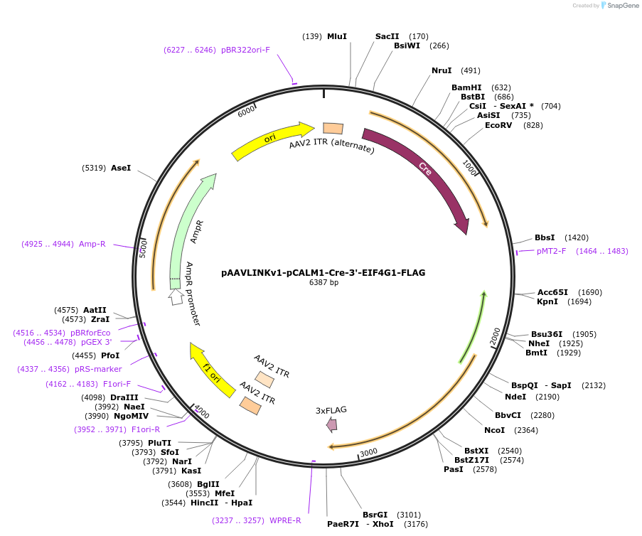 244401-plasmid-map-sequence-id-505812