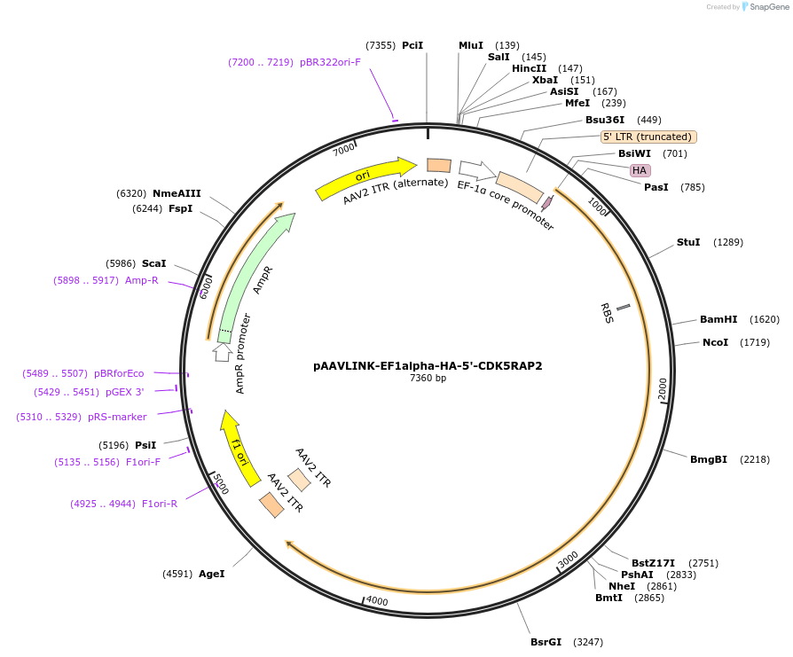 244402-plasmid-map-sequence-id-505813