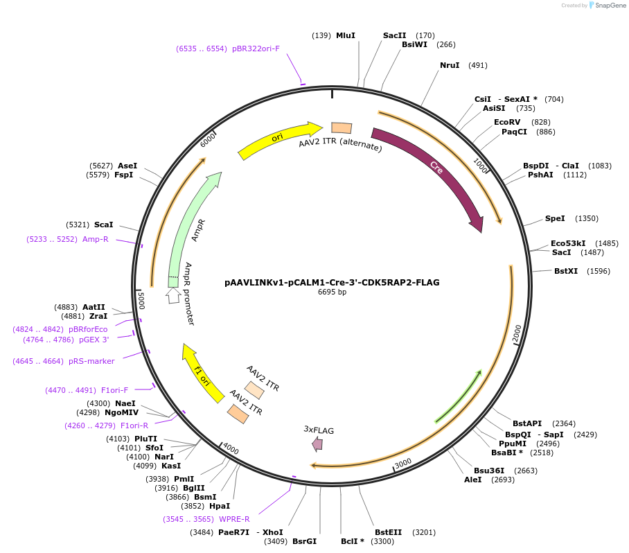 244403-plasmid-map-sequence-id-505814