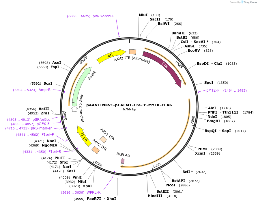 244405-plasmid-map-sequence-id-505815
