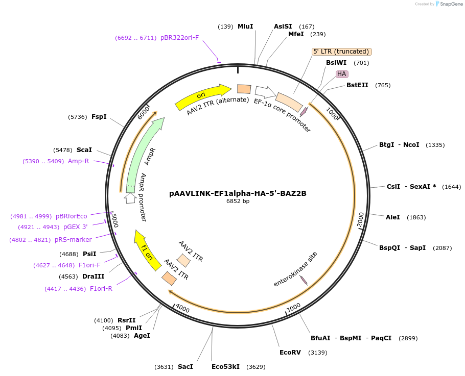 244406-plasmid-map-sequence-id-505816