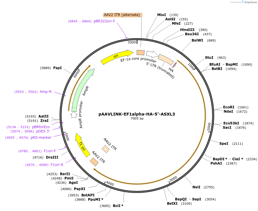 244408-plasmid-map-sequence-id-505817