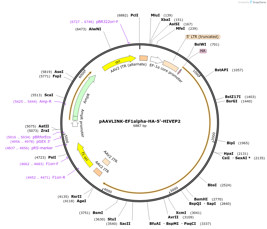 244412-plasmid-map-sequence-id-505818