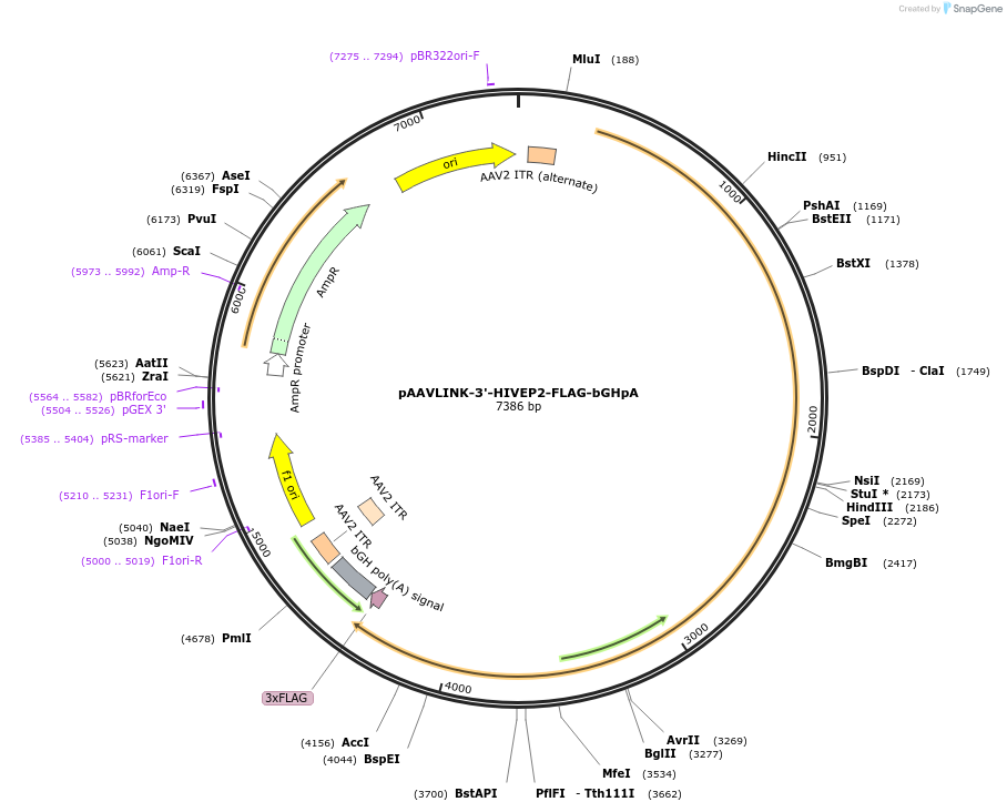 244413-plasmid-map-sequence-id-505819