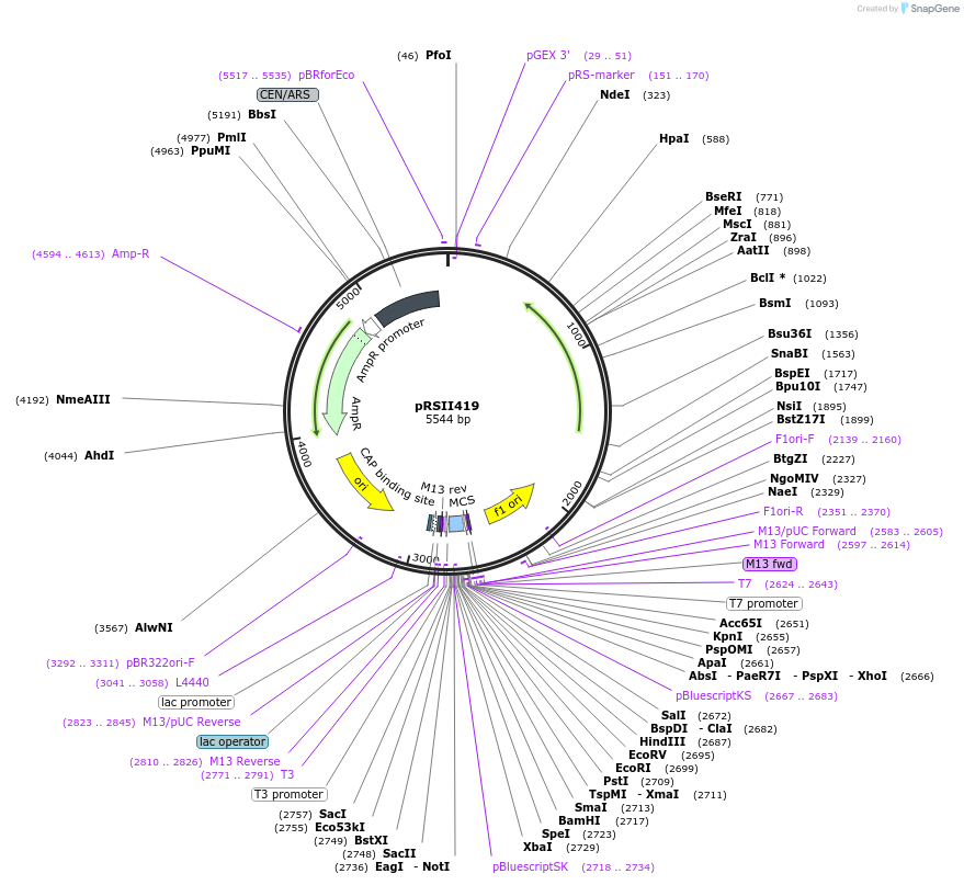 35460-plasmid-map-sequence-id-50582