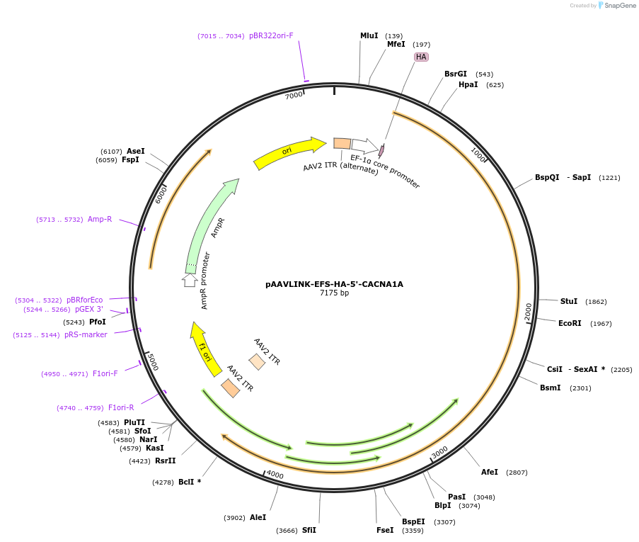 244414-plasmid-map-sequence-id-505820