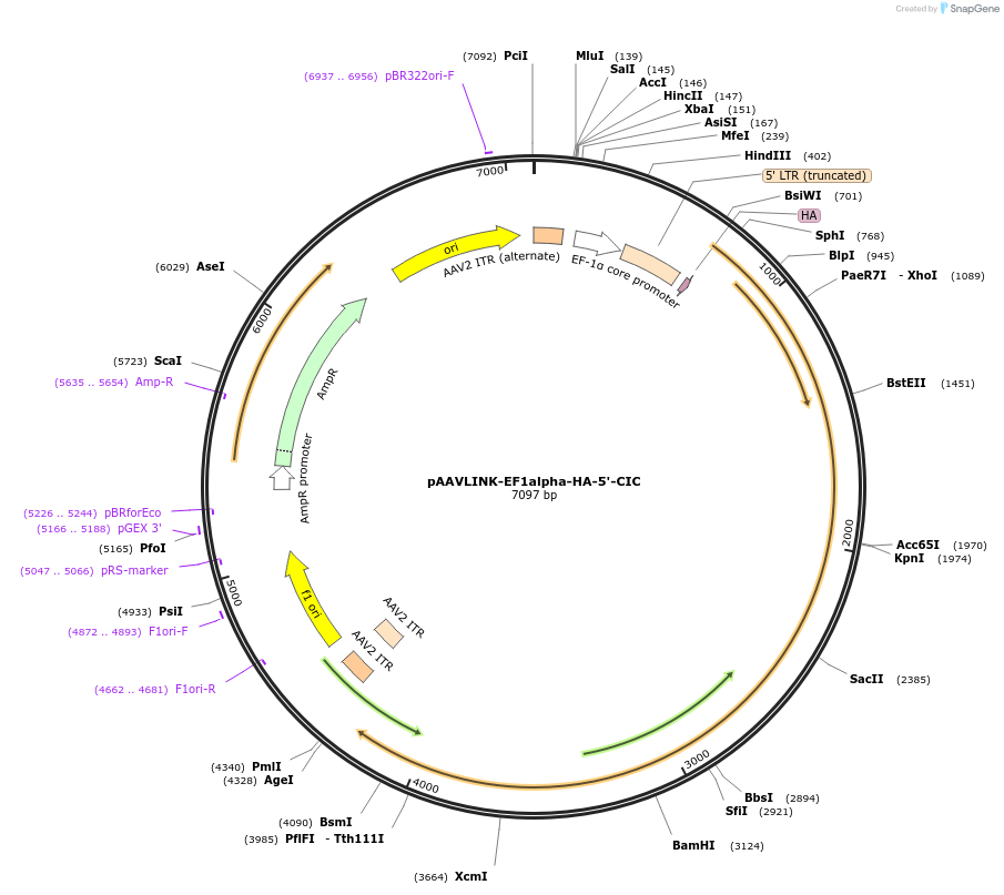 244416-plasmid-map-sequence-id-505821
