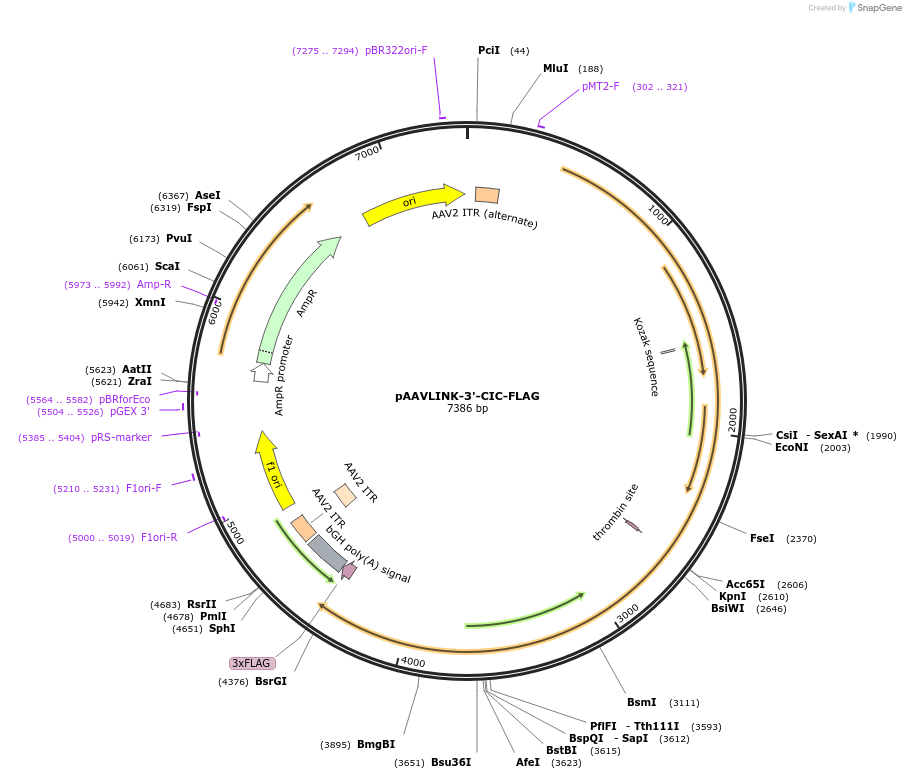 244417-plasmid-map-sequence-id-505822