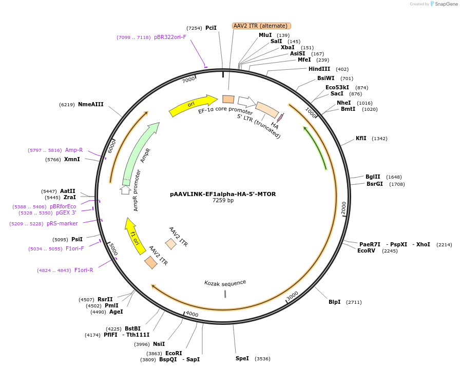 244418-plasmid-map-sequence-id-505823