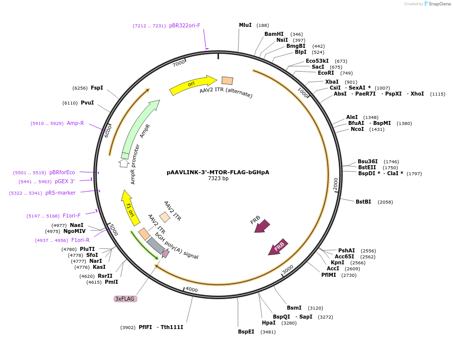 244419-plasmid-map-sequence-id-505824