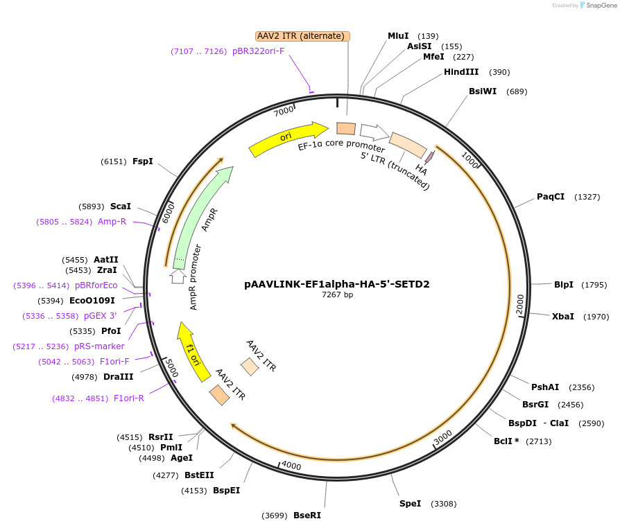 244420-plasmid-map-sequence-id-505825