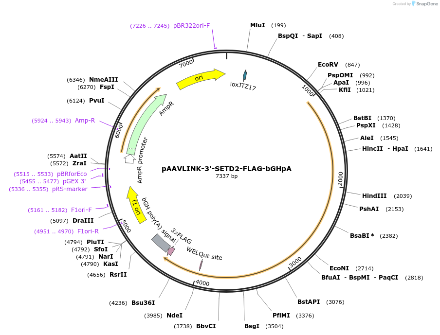 244421-plasmid-map-sequence-id-505826