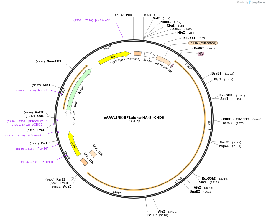 244422-plasmid-map-sequence-id-505827