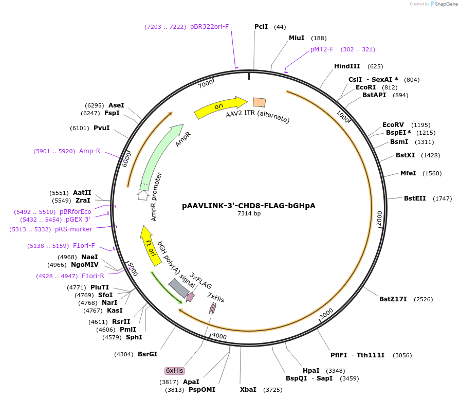 244423-plasmid-map-sequence-id-505828