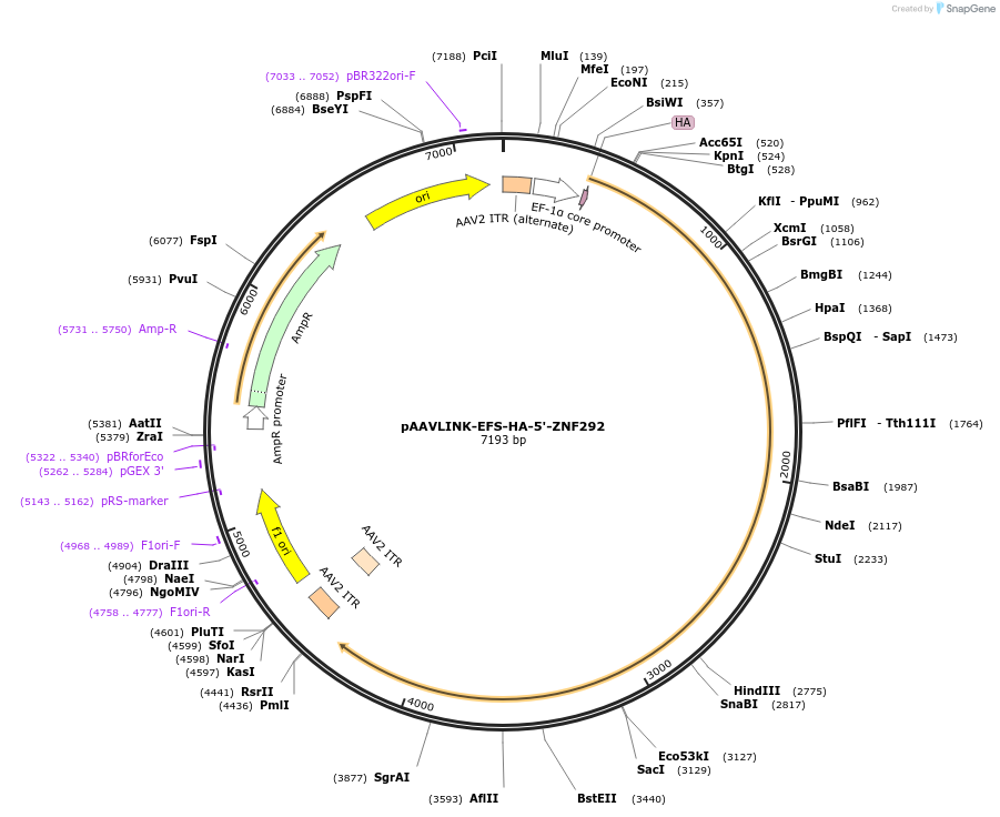 244424-plasmid-map-sequence-id-505829