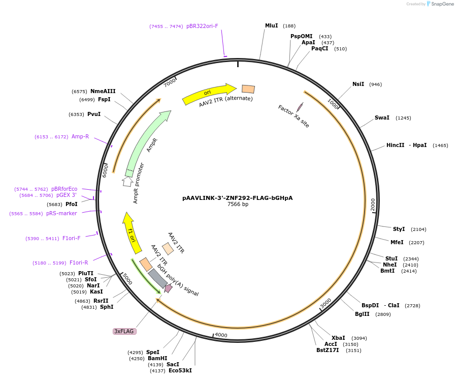 244425-plasmid-map-sequence-id-505830
